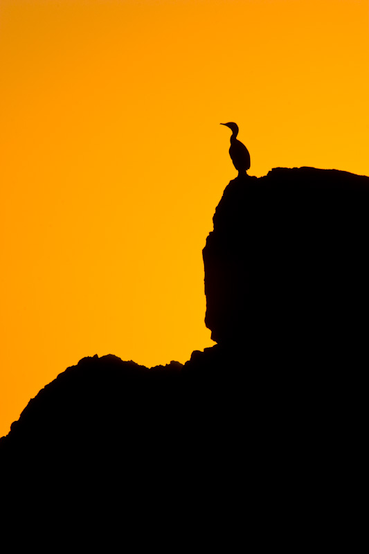 Cormorant Silhouette At Sunset